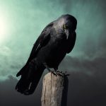 fantasy, crow, mysterious